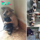 Abrazos Inquebrantables: Dos Cachorros Abandonados se Aferran el uno al Otro Incluso Después de Ser Rescatados