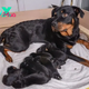 KS  Radiant Triumph: Celebrating Judy the Dog’s Momentous Occasion, Overcoming Obstacles and Bringing 13 Delightful and Blissful Puppies into the World.