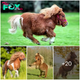 Introducing Our Charming Pony: A Source of Joy and Happiness (VIDEO)