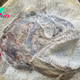 1S.A remarkably well-preserved 3D fish fossil from the Early Jurassic era, dating back 183 million years, has been discovered.