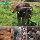 A Remarkable Tale of Survival: Epiya the Brave Elephant