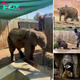 Heartwarming Story: Phabeni, the Orphaned Elephant, Finds Joyful Companionship with Lammie and Herman