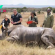First-ever successful IVF pregnancy in rhinos could save species from extinction
