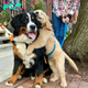 /10. After TWO years of separation due to their owner’s relocation, Archie and Augie, two loyal dogs, embraced each other at the bus stop, leaving a lasting impression on the online community’s emotions.