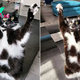 Man Discovers His Cat Has A Hilarious Talent