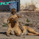 QT Inspiring Animal Adoption Story: Dog Nurtures Orphaned Monkey, Forms Unbreakable Bond with New Owner nin