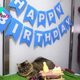 Shelter Throws A Birthday Party For A Cat Hoping Someone Would Adopt Her And No One Comes