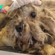 Matted Dog Neglected For Years Shocks Everyone With His Amazing Transformation