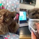 Meet Quill, Adorable Kitten With Teddy Bear Ears And Twisted Legs