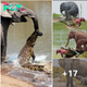 Motherly Bravery: Elephant’s Heroic Ьаttɩe аɡаіпѕt Crocodile to Save ѕwаɩɩowed Infant