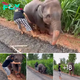 Heartwarming reѕсue: Woman’s Compassionate Act Towards Baby Elephant Goes vіrаl on Twitter