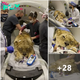 A rescued lioness underwent ѕᴜгɡeгу to remove her uterus and ovaries after years of inbreeding.