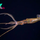 Watch elusive, sucker-less squid in rare footage captured off the Galapagos