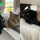 10-Year-Old Inseparable Felines Find Their Dream Home Together