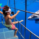 f.Brave 5-year-old explorer explores Mexican waters, encounters underwater wonders and comes face to face with great white sharks.f