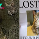 Feline Missing For 2 Weeks Found Stuck In A Tree