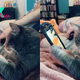 Cat Takes Over Dad’s Screen And It’s Hilarious