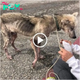 Perro husky abandonado con piel y huesos fue salvado y “renovado” espectacularmente al poco tiempo