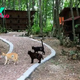 This Small Town Is Built Just For Homeless Cats