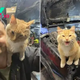 Man Goes To The Garage To Fix His Jeep And Finds A Cat Inside