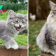 List Of 10 Fluffy Kittens Who Grew Up Into Giants