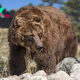 Extinct ‘hypercarnivorous’ California grizzly bears were actually mostly vegetarian before Europeans showed up