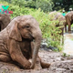 SV The image showcases a baby elephant seeking comfort and protection in the absence of its mother‎ that has left everyone with a lasting smile and a surge of tenderness
