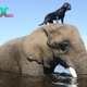 binh. “Splashing Companions: Heartwarming Friendship Between Elephant and Playful Dog, a Captivating Tale of Interspecies Joy and Camaraderie.”