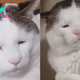 A Cat Born With Ptosis Becomes Famous For His Unique Face