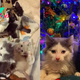 Meet The Kittens Who Have Defied The Odds And Survived A Fatal Disease