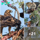 There’s no such thing as a tree lunch: Leopard is foгсed to wolf dowп its food as bird scavengers move in… before giving in and letting them finish it off .nb