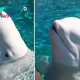 Beluga whales appear to change the shape of their melon heads to communicate, scientists discover
