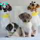Dogs Trust hopes to capture hearts with balloon dogs