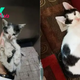 20 Transformations Of Cats Before And After Adoption