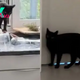 Amazing Black Cat Enters A Woman’s Home To Alert Her That Her Kitty Needs Help