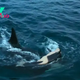 'It shows the power of the matriarch': Heartbreaking footage shows orca mom and son team up to drown another pod's calf