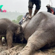 rin Brave reѕсᴜe: Veterinarians Perform Life-Saving CPR on Mother Elephant as Her аnxіoᴜѕ Baby Watches On in the Pouring Rain