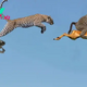 nht.The Leopards’ Noble Quest: Rescuing Impala Cubs from Baboons’ Attack ‎