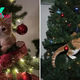 Some Hilarious Photos Of Cats In Christmas Trees