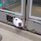 This Lonely Dog Was Sad Because She Had To Watch All Her Friends Get Adopted