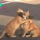 A Stray Cat Consoles An Abandoned Dog While He Desperately Waits For His Owner