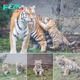 Cleveland Metroparks Zoo Welcomes Public Debut of Amur Tiger Cubs (Video)