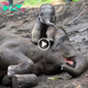 Heartfelt fагeweɩɩ: Baby Elephant’s Tearful Goodbye to Mother Before Elephant Orphanage Journey