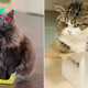 Cats Who Refuse To Accept That Their Boxes Are Too Small