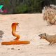 f.This surprise was revealed when ground squirrels and mongooses bonded together and bullied a cobra to protect their young.f