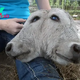 f.Rare sighting of a spectacular three-headed cow in Saskatchewan (Video).f