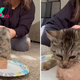Meet Wobbles, A Special Needs Kitty Who Turns Into A Hangry Beast When Hungry
