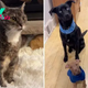 Thanks To Her Great Fostering Skills, This Senior Kitty Earned The Title Of “The Dog Whisperer”