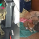 Mama Cat Begs Her Rescuer To Let Her Out So She Can Take Care Of Her Injured Babies
