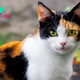 All You Need To Know About Calico Cats